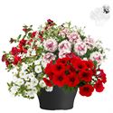 Afbeelding van TP26 Mixpot Mix 9